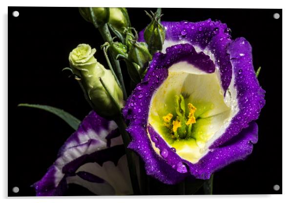 Raindrops on Lisianthus flower Acrylic by Marlane Clarke