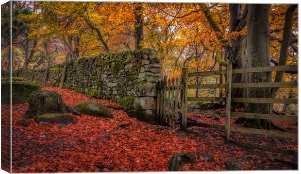 Autumn Gold at Padley Gorge Canvas Print by Paul Andrews