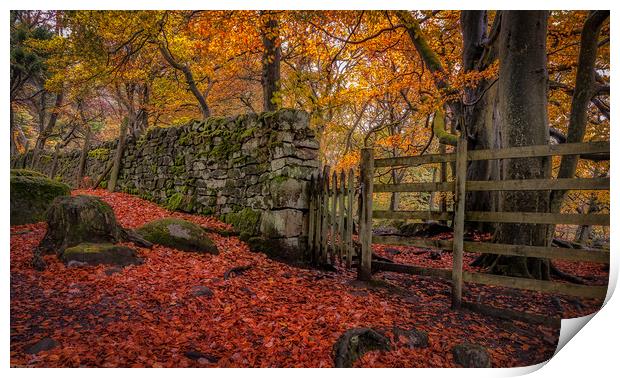 Autumn Gold at Padley Gorge Print by Paul Andrews