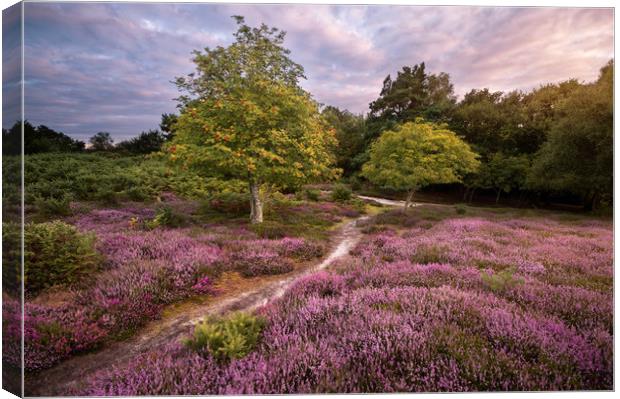 A Walk Through the Heather Canvas Print by Chris Frost