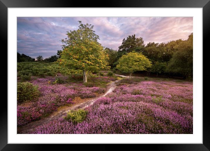 A Walk Through the Heather Framed Mounted Print by Chris Frost