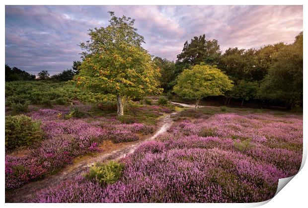 A Walk Through the Heather Print by Chris Frost