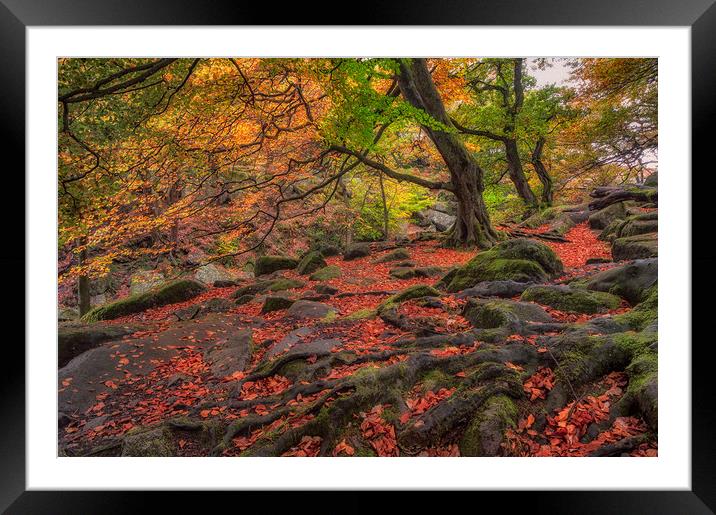 Autumn Colours in Padley Gorge Framed Mounted Print by Paul Andrews