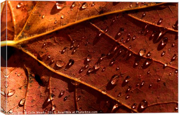 Water drops on an autumn leaf Canvas Print by Colin Woods
