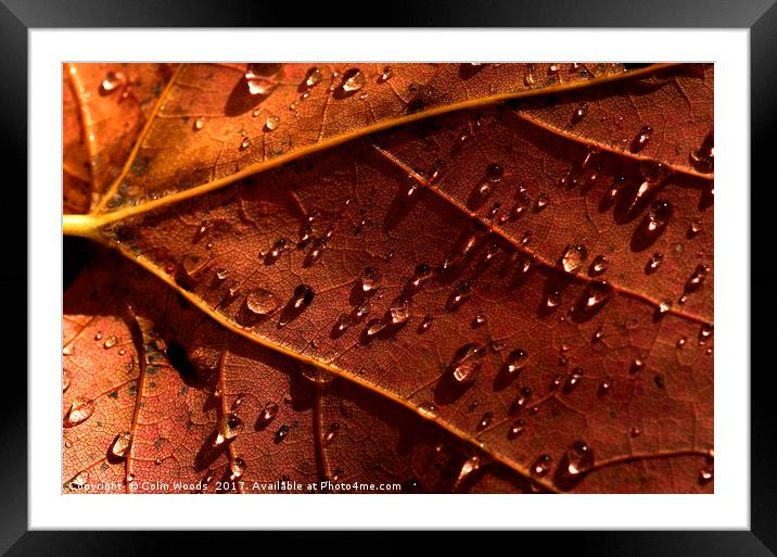Water drops on an autumn leaf Framed Mounted Print by Colin Woods