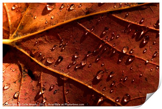 Water drops on an autumn leaf Print by Colin Woods