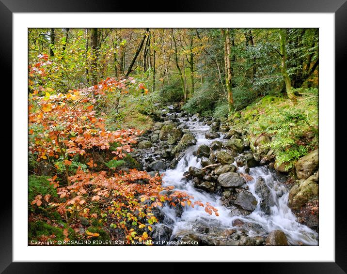"Autumn leaves at the Waterfall" Framed Mounted Print by ROS RIDLEY