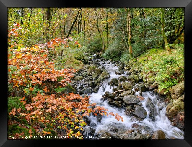 "Autumn leaves at the Waterfall" Framed Print by ROS RIDLEY