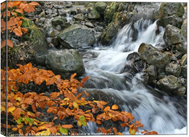 "Beech leaves at the waterfall" Canvas Print by ROS RIDLEY