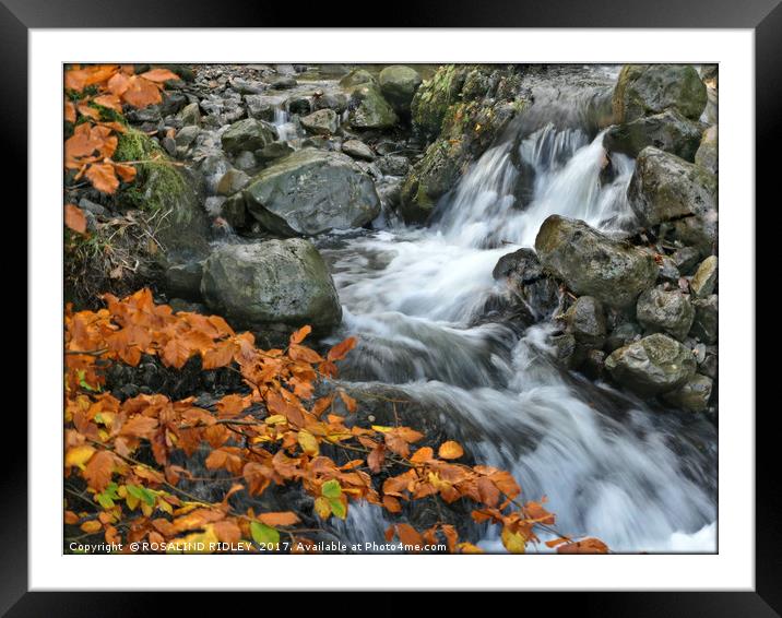"Beech leaves at the waterfall" Framed Mounted Print by ROS RIDLEY
