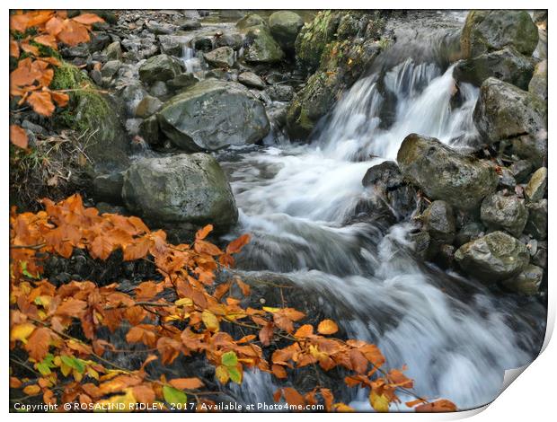 "Beech leaves at the waterfall" Print by ROS RIDLEY
