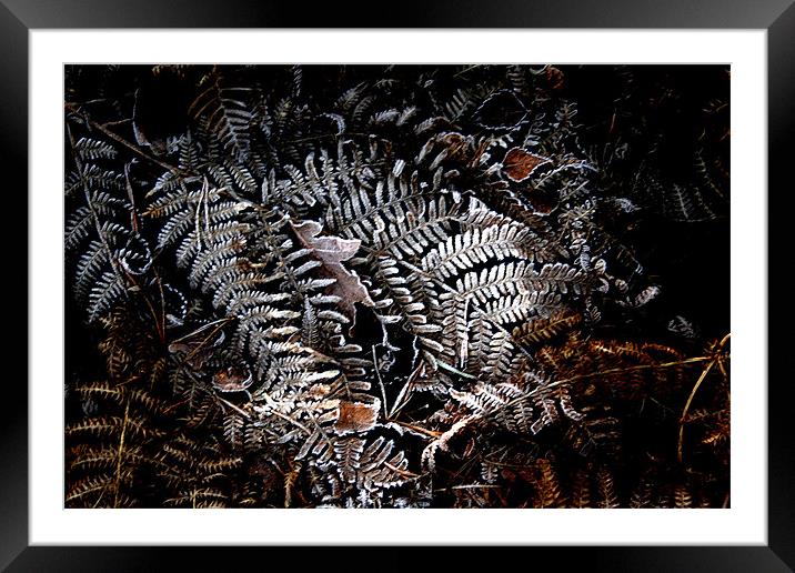 frost Framed Mounted Print by Doug McRae