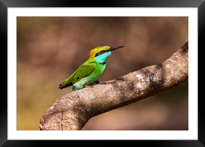 Colourful Green Bee-eater Framed Mounted Print by Marlane Clarke