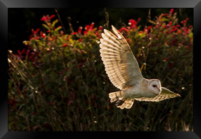 Barn owl sunset flight Framed Print by Marlane Clarke