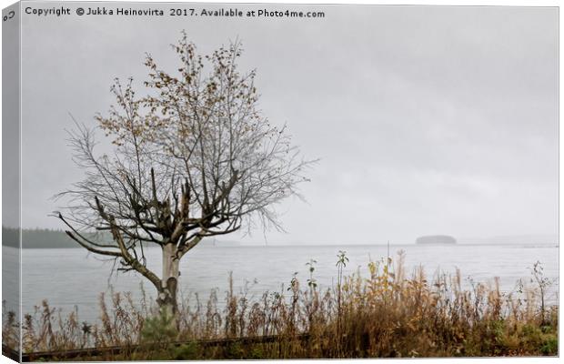 Birch Tree And An Island Canvas Print by Jukka Heinovirta