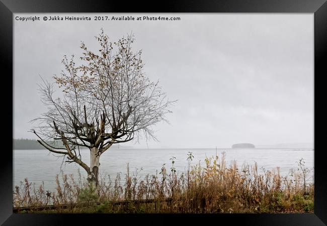 Birch Tree And An Island Framed Print by Jukka Heinovirta