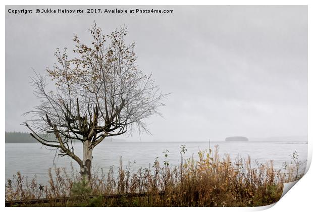 Birch Tree And An Island Print by Jukka Heinovirta