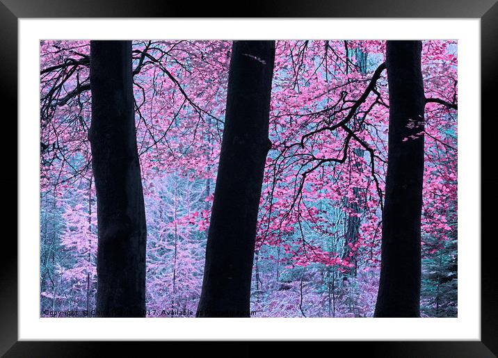 Forest Fantasy Framed Mounted Print by Chris Harris