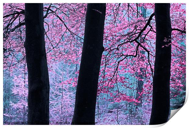 Forest Fantasy Print by Chris Harris