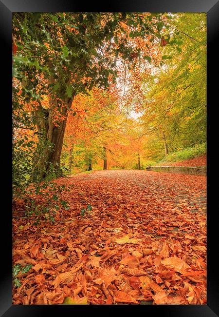 Autumn Walk Framed Print by John Hall