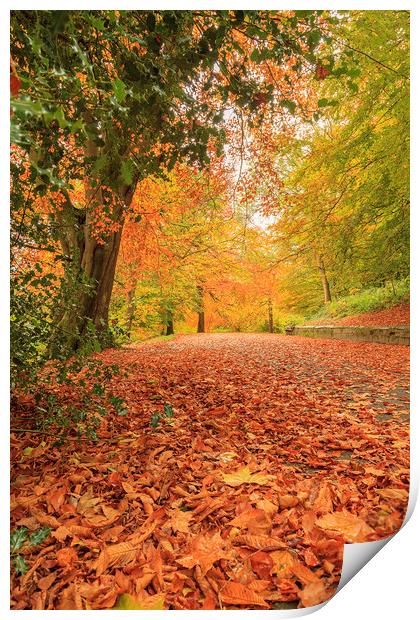 Autumn Walk Print by John Hall