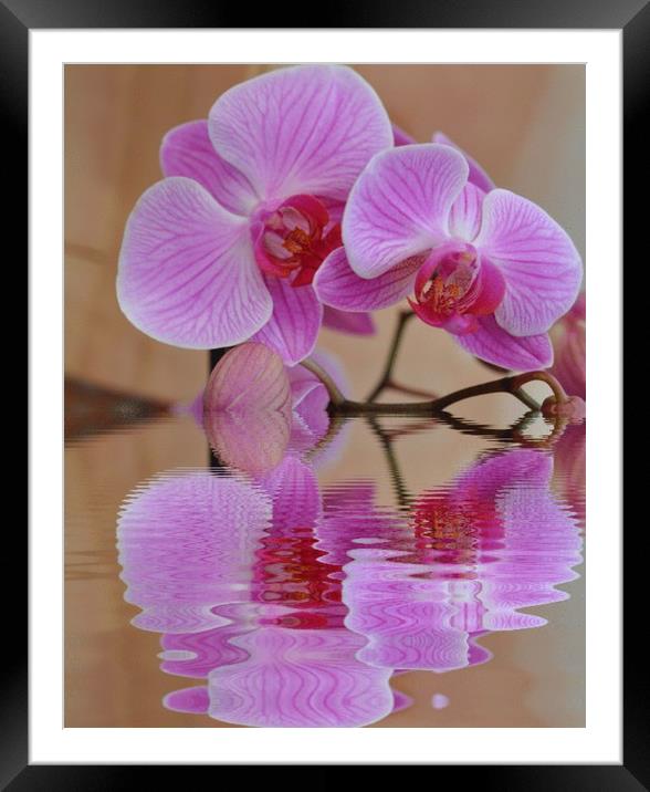 pretty orchid Framed Mounted Print by sue davies