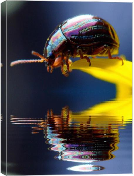 pretty beetle Canvas Print by sue davies