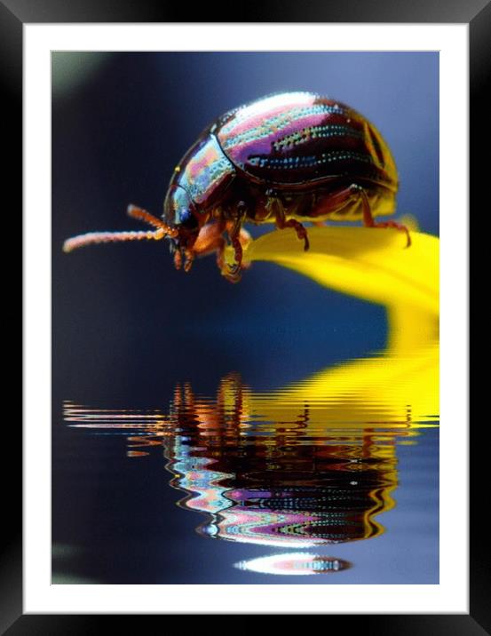 pretty beetle Framed Mounted Print by sue davies