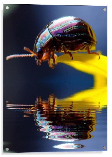 pretty beetle Acrylic by sue davies