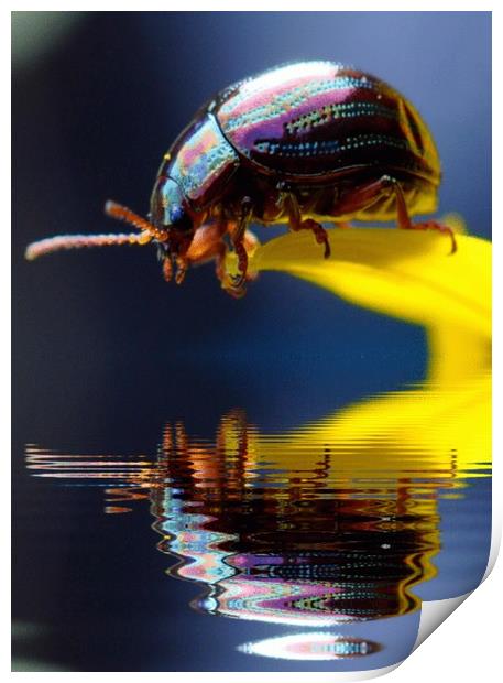 pretty beetle Print by sue davies