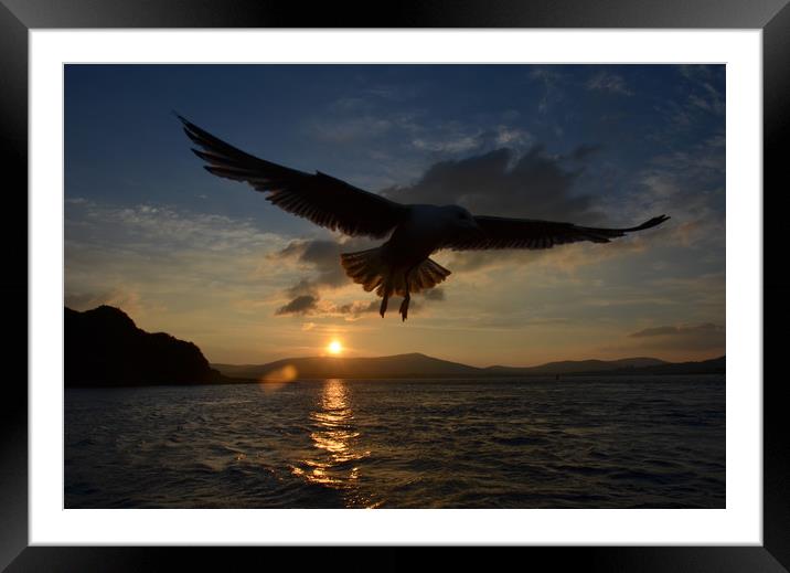 Seagull over dingle bay Framed Mounted Print by barbara walsh