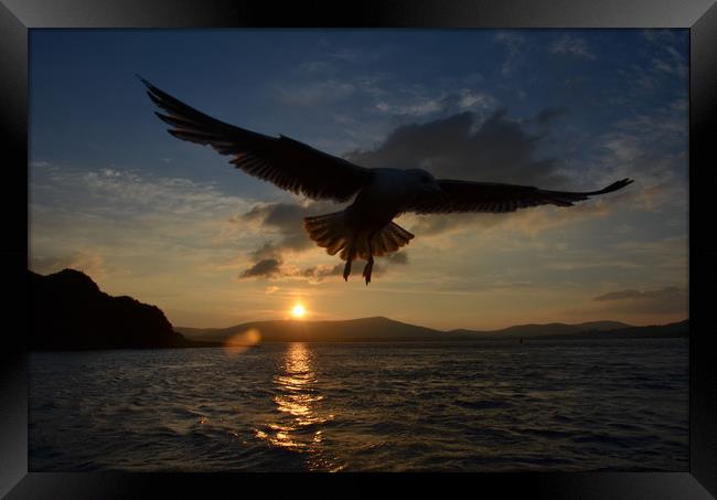 Seagull over dingle bay Framed Print by barbara walsh