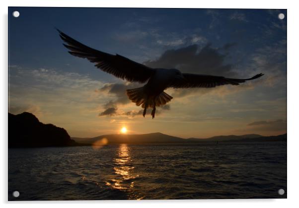 Seagull over dingle bay Acrylic by barbara walsh