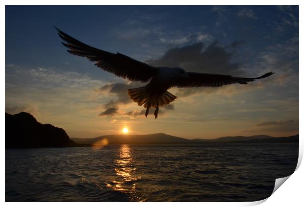 Seagull over dingle bay Print by barbara walsh