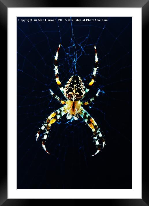 European Garden Spider Framed Mounted Print by Alan Harman