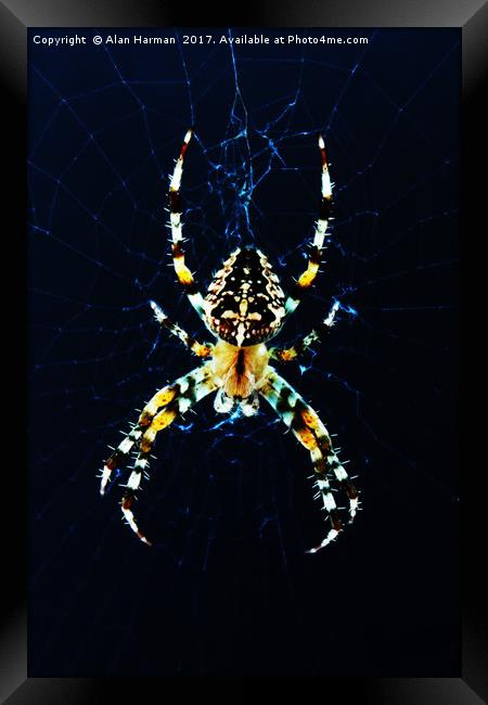 European Garden Spider Framed Print by Alan Harman