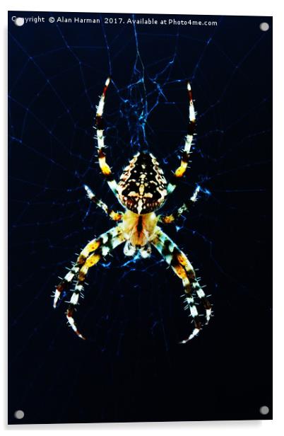 European Garden Spider Acrylic by Alan Harman