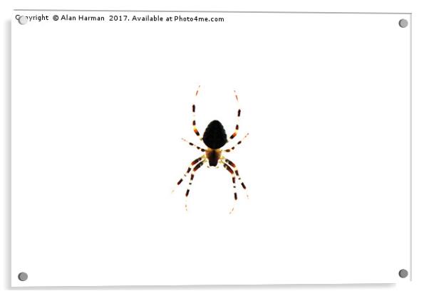 Spider Acrylic by Alan Harman