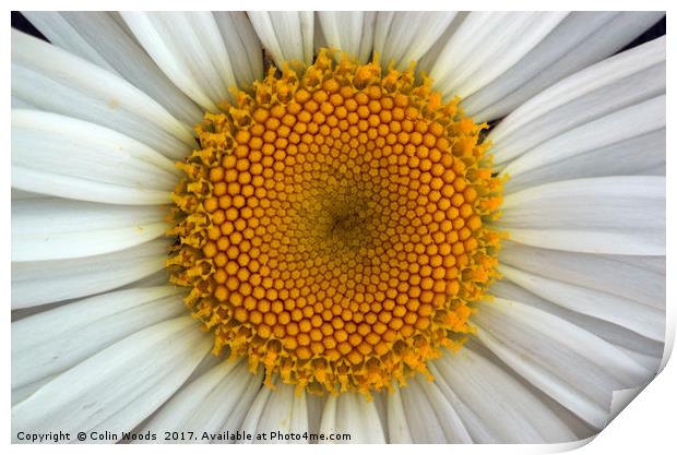 Daisy Centre Print by Colin Woods