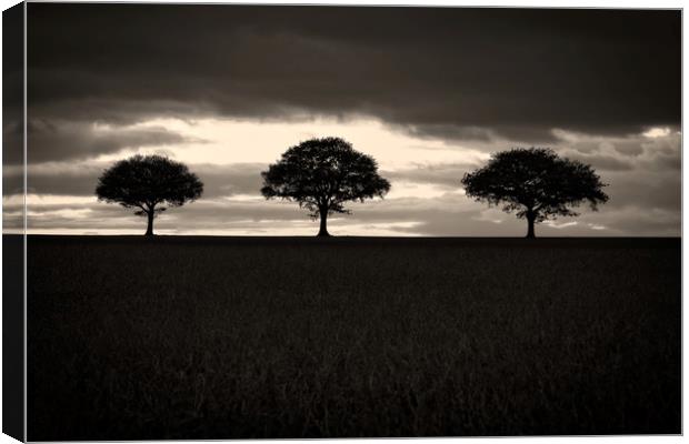 Three Trees In Black And White Canvas Print by rawshutterbug 