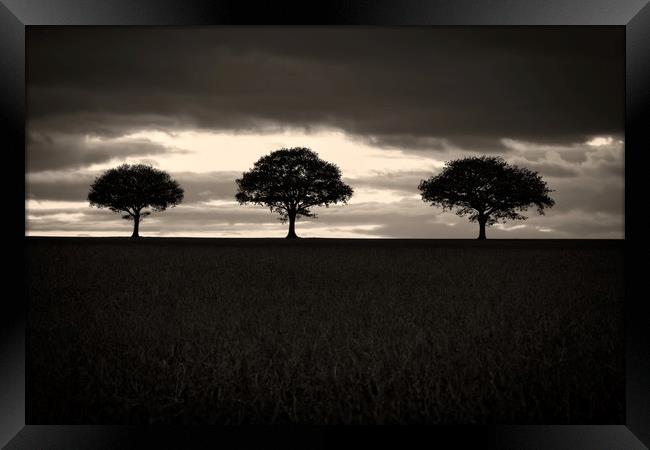 Three Trees In Black And White Framed Print by rawshutterbug 