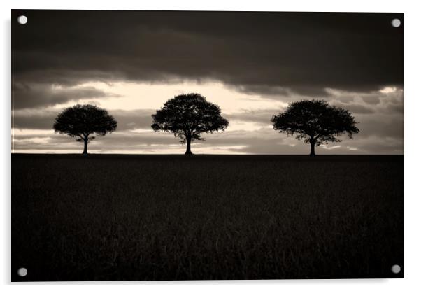 Three Trees In Black And White Acrylic by rawshutterbug 