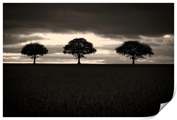 Three Trees In Black And White Print by rawshutterbug 