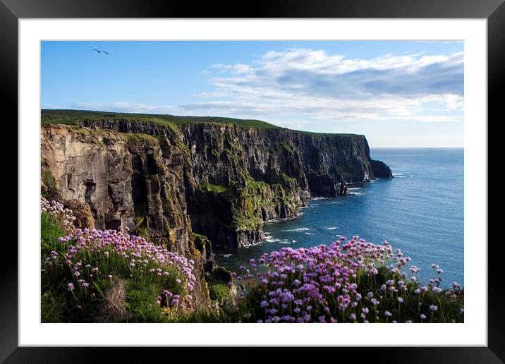 Sea Pink On The Cliffs  Framed Mounted Print by Aidan Moran