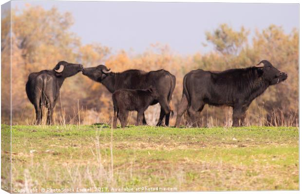 A herd of wild Water Buffaloes Canvas Print by PhotoStock Israel