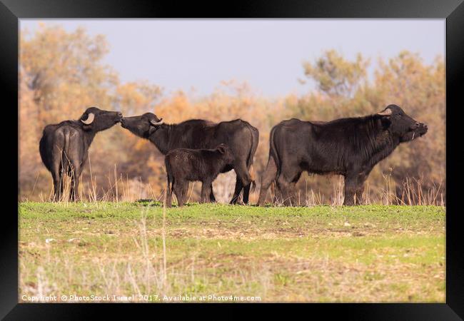 A herd of wild Water Buffaloes Framed Print by PhotoStock Israel
