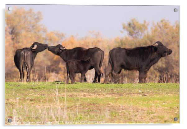 A herd of wild Water Buffaloes Acrylic by PhotoStock Israel