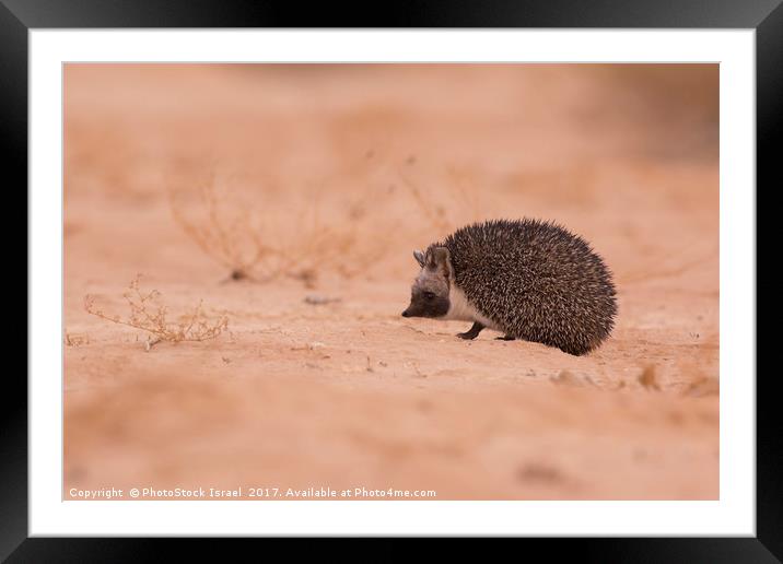 Desert Hedgehog (Paraechinus aethiopicus)  Framed Mounted Print by PhotoStock Israel