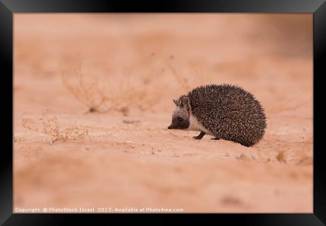 Desert Hedgehog (Paraechinus aethiopicus)  Framed Print by PhotoStock Israel