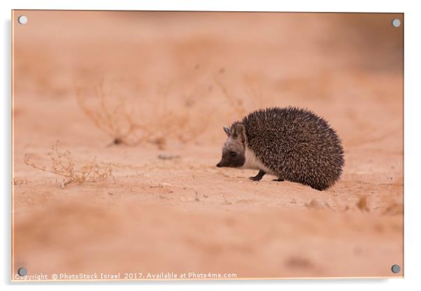 Desert Hedgehog (Paraechinus aethiopicus)  Acrylic by PhotoStock Israel